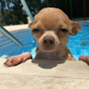 Meet your Posher, Tdott